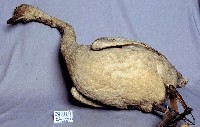 鵠藏品圖，第3張